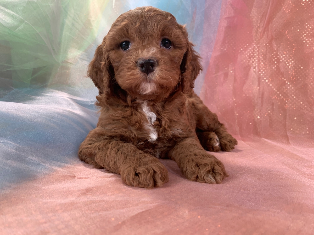 Dark Red F1 Female Cockapoo Puppy for Sale in Iowa DOB 12-20-2021, $1200